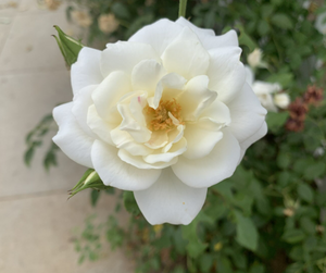 GARDENIA
