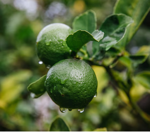 BERGAMOT