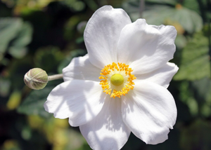 LABDANUM