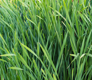 VETIVER