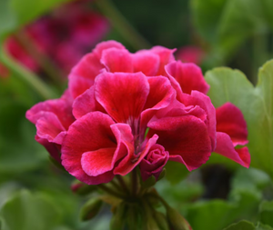GERANIUM