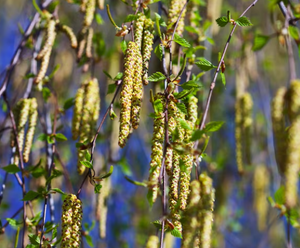 BIRCH