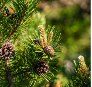 CEDAR