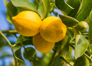 AMALFI LEMON