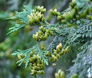 VIRGINIA CEDAR