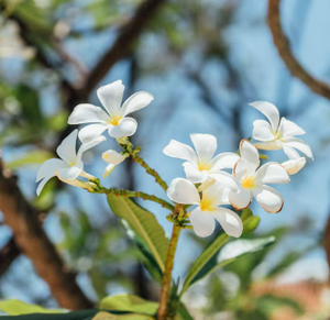 TUNISIN NEROLI