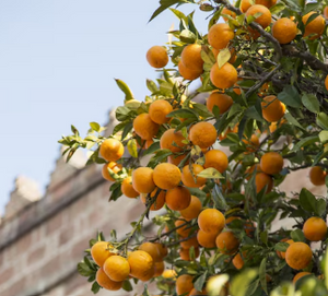 SICILIAN ORANGE