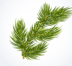 Cedar