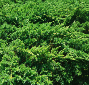 Cypress
