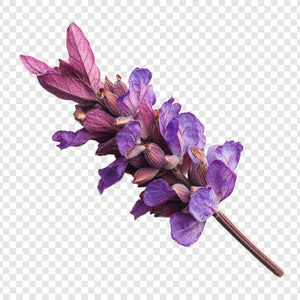 PATCHOULI