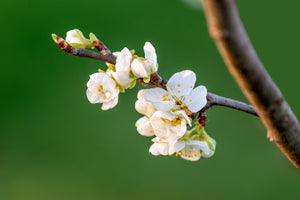 PEAR BLOOSOM