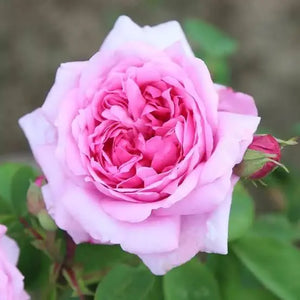 DAMSK ROSE